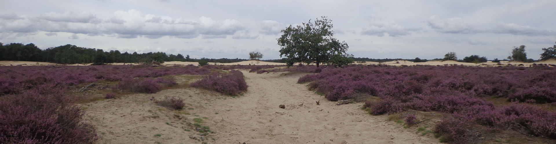 Heide en een wandelpad in het duinlandschap